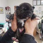 [강아지] 호구와 백구의 <b>꼬물</b>이들