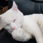 [고양이] 트니트니튼튼 <b>두부</b>