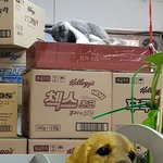 [고양이] [콩이와 흰둥이]-<b>외출</b>냥이