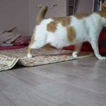 나의 동거묘 <b>도칠</b>이 2019년 1월 일상들