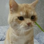 [고양이] (<b>통이</b>네)머리큰 고양이 나와라