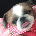 [<b>시추</b>] <b>시추</b>