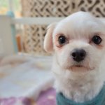 <b>팅커벨</b>/말티즈/남아(중성화완료)/3살추정/2.5kg  *이제는 먼저...