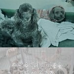 <b>추위</b> 속에서 유기동물들을 지킬 수 있도록