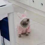 우리 <b>사탕</b>이 개귀엽다거