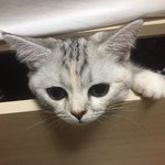 [드루와] <b>울집</b> 냥이사진 올리고간당