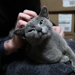 창고에 찾아온 길냥이의 폭풍애교. (<b>feat</b>. 러시안블루) 5탄