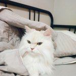 [EXO] 아까 이상하게 자던 울<b>집</b>냥이