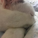 [EXO] <b>반</b> 칙 <b>이</b> 야