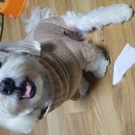 뚱뚱해서 더 기여운 뚱말티! 사진<b>투척</b>