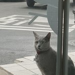 [고양이] [콩이와 흰둥이]-<b>외출</b>냥이