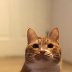 [고양이] 까칠냥 <b>토리</b>의 집사가 좋아하는 각도