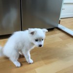 우리집 댕댕이 보고 가
