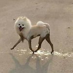 [댓글부탁해] <b>한솥</b> 먹어본사람
