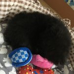 [조언부탁해] 우리집도 이제 강아지 키운다!