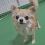 공주/치와와/여아/4살<b>추정</b>/1.8kg   * 눈이 똘망똘망한 공주