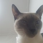 내 고양이 스카이캐슬 <b>차서</b>준 닮게 나오지않았냐