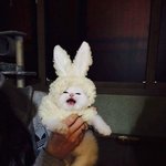 대형<b>견도</b> 있는데 대형묘는 왜 없을까