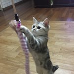 [댓글부탁해] <b>울</b><b>집</b> 냥이 몸 짱긴듯