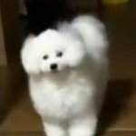 [EXO] 푸봄님 슬로건산사람?