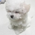 [19] 진짜 풸롸족같음
