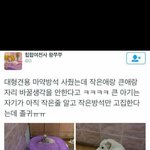 [드루와] 강아지가 넘 커져서 마약방석을 새로 사줬는데 .<b>twt</b>