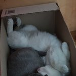 [고양이] [콩이와 흰둥이] 외출냥이