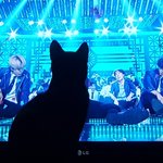 우리 냥 <b>아미</b>냥