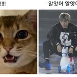 <b>반려묘</b>한테 혼나는 강다니엘