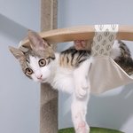 [고양이] +)우리고양이 진짜 얼굴천재임