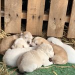 [강아지] 시골 댕댕이 여섯마리, 댕댕이<b>홀릭</b>중