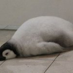<b>여자</b>들은 남자 <b>발</b>냄새 안좋아함??