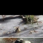[충격] 호수와 함께 얼어버린 <b>악어</b>