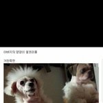 아버지의 댕댕이 <b>셀프</b>미용...대참사....jpg