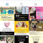 [꼭봐주세요] 성남의 한 <b>사설</b> 유기견 보호소 문제(방송경험有)