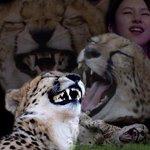 여돌 중 트와이스 채영이 아기맹수, EXID <b>LE</b>가 어른맹수 느낌