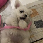 [드루와] 우리집 댕댕이 보구가 심장<b>부여</b> 잡고 들어오셈