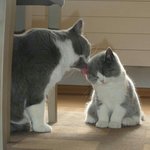 <b>기여</b>미 요래요래 해줭