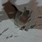 [고양이] [콩이와 흰둥이] 외출냥이