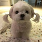 [드루와] 아이돌판 <b>트친</b>사귀려면 어떻게해야댐?
