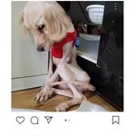 [소름실화] <b>번식</b>장에서 구출한 리트리버