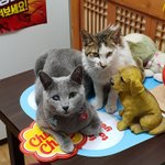 [고양이] [콩이와 흰둥이] <b>외출</b>냥이