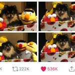 방탄 또 <b>반려</b>견자랑 타임 ㅋㅋㅋㅋㅋ