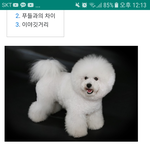 [댓글부탁해] <b>비숑</b> 키우는판녀 있냐ㅜ
