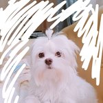 [EXO] 우리 강<b>쥐</b>도 봐줘