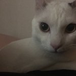 [EXO] 울집 애옹이 <b>보규</b>가