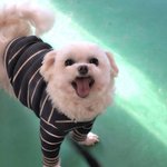모시/말티즈/<b>남아</b>(중성화완료)/7살/2.5kg  *모시는 두려운...