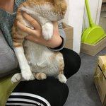 [고양이] 길양이 주웠는데 ㅠㅠ어찌해야 좋을지
