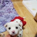 [강아지] 박스에 담겨 보호소 들어온 3개월 <b>여아</b>