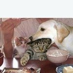 <b>수의사</b> 미래 전망 어때?